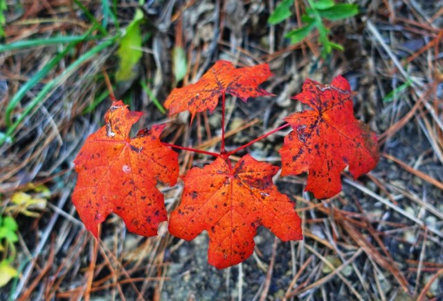 Germany, Jena, Hiking in the hills, Red Leaves