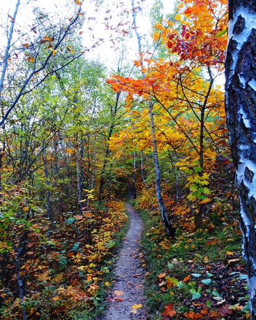 Trail in Woods, Colorful Hike, Fall Color, Jena Germany, German Hills