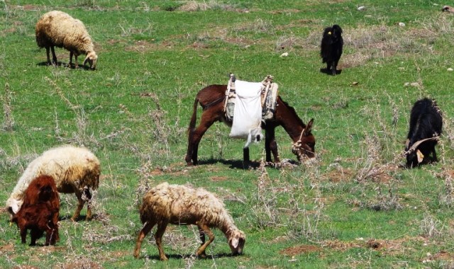 Shepherd, Turkey, Hattusha, Hittite Capital