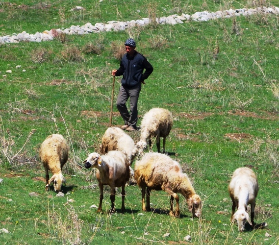 Shepherd, Turkey, Hattusha, Hittite Capital