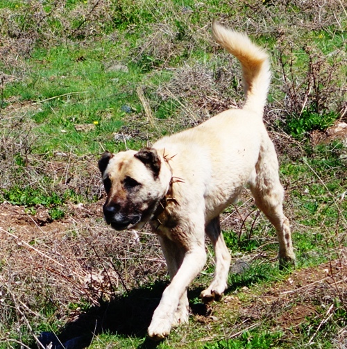 Kangal Dog, Guardian Dog, Turkey, Anatolian Shepherd