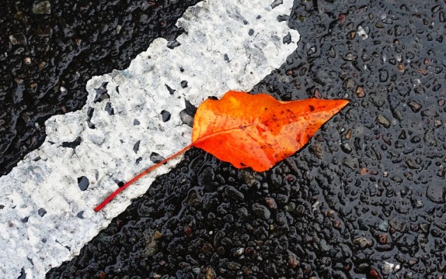Leaves, leaf, red leaf, Parking lot, Wet Leaf, Fall
