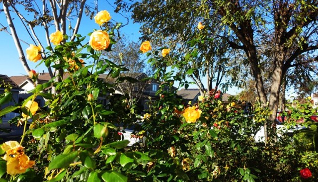 December Roses, California seasons