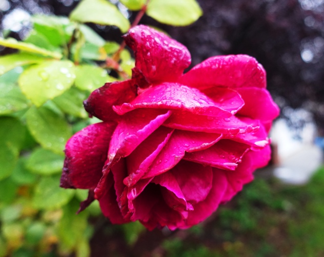 Roses, Raindrops on Roses, Sound of Music, Favorite Things