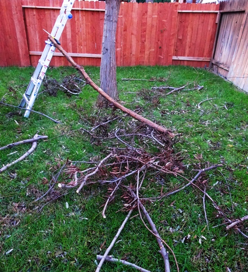 Tree trimming, yard waste, winter yard work