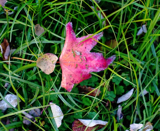 Leaf in yard, red leaf, yard work, autumn leaves