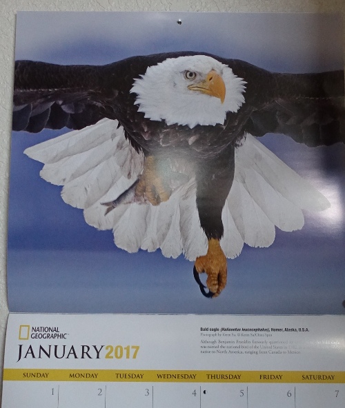 National Geographic, Eagle Calendar, 2017 Calendars