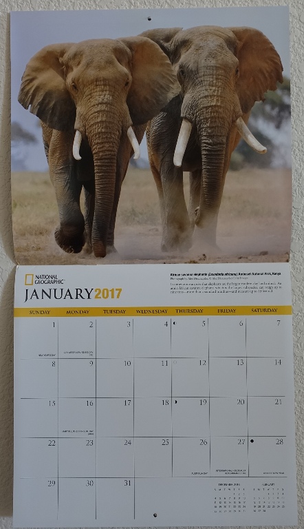 National Geographic Elephant Calendar, 2017 Calendars