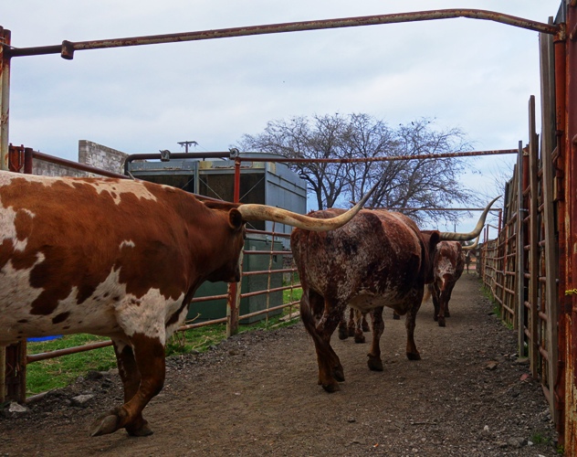 Texas, Fort Worth, Stockyards, Texas Longhorns