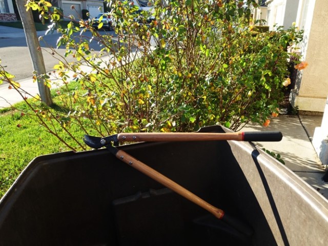 Rose Pruning, Winter Pruning, Rose Bushes