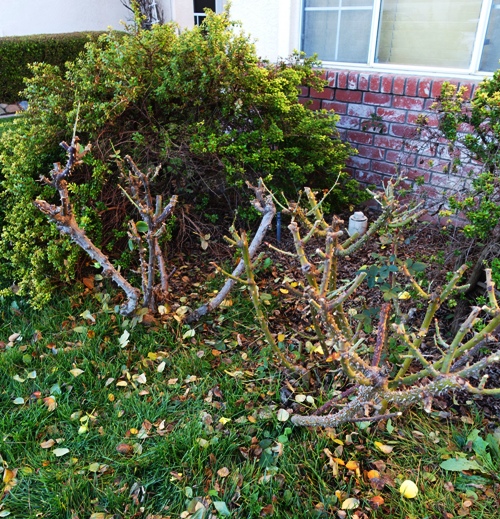 Roses, Hybrid Tea, Pruning, Lifespan of roses