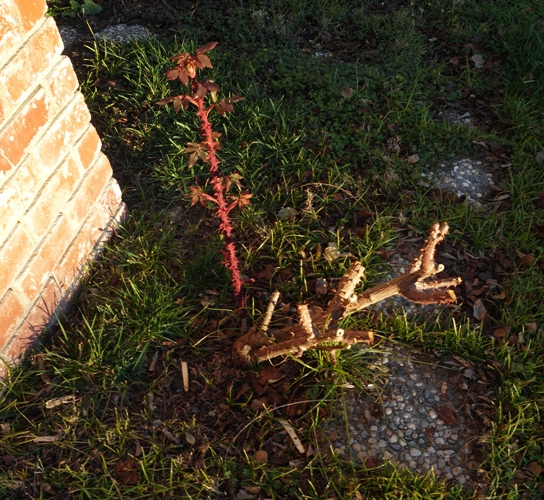 Mr. Lincoln Rose, Pruning