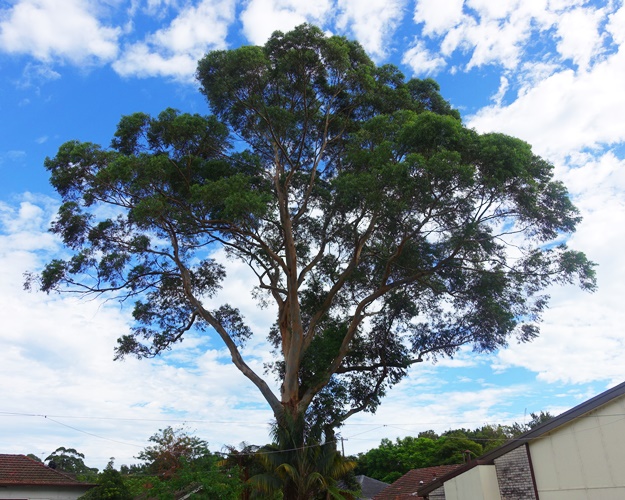 Macquarie Church of Christ, Eucalyptus Tree, Australia