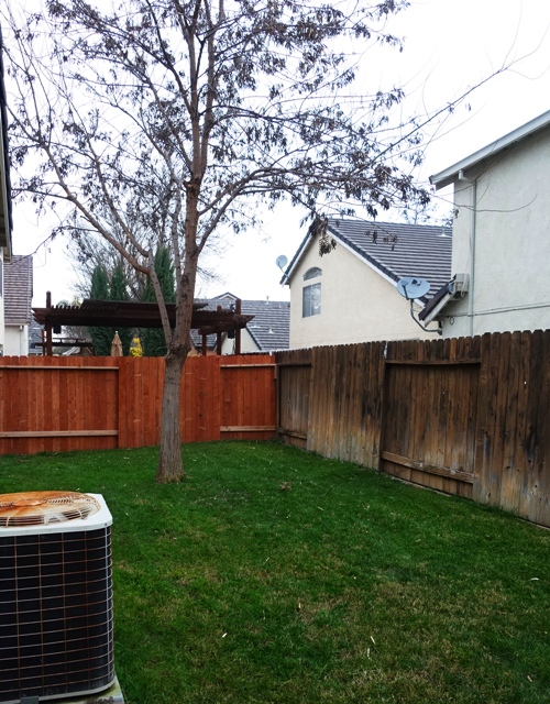 Green Grass, Backyard, Groundhog Day