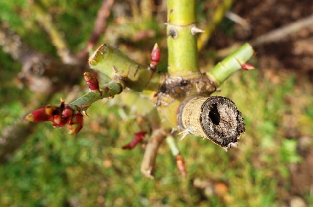 Roses, New Foliage, Spring Growth