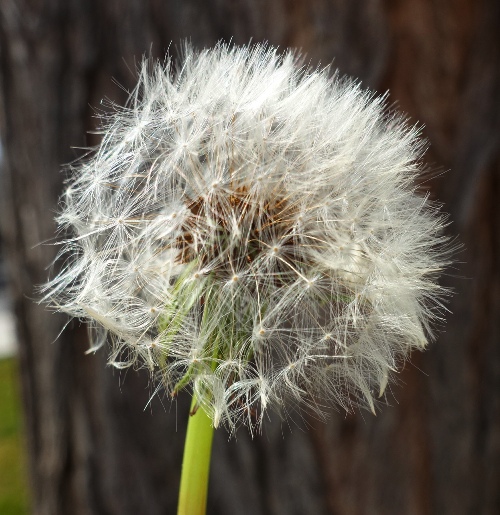 Dandelions, Spring, Sign of Spring
