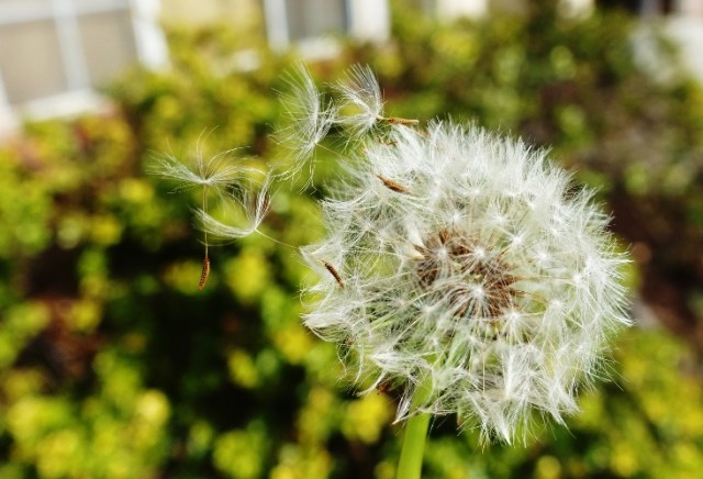 Dandelion, Seeds, Blowing Seeds, Spring