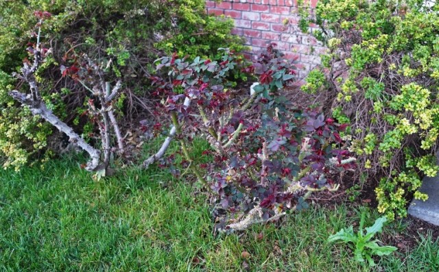 new growth, roses, Hybride tea roses, Tropicana, St. Patrick's Rose