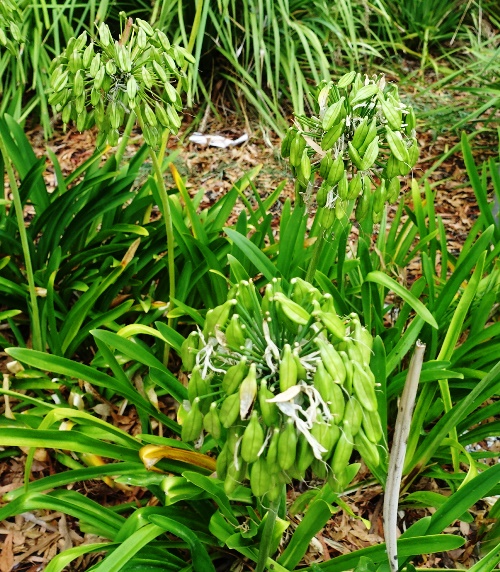 Dying Agapanthus, summer, seed pods