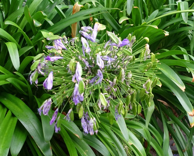 Agapanthus, Late bloom, Australia, late summer