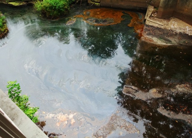 North Ryde, Nature, Shrimpton Creek