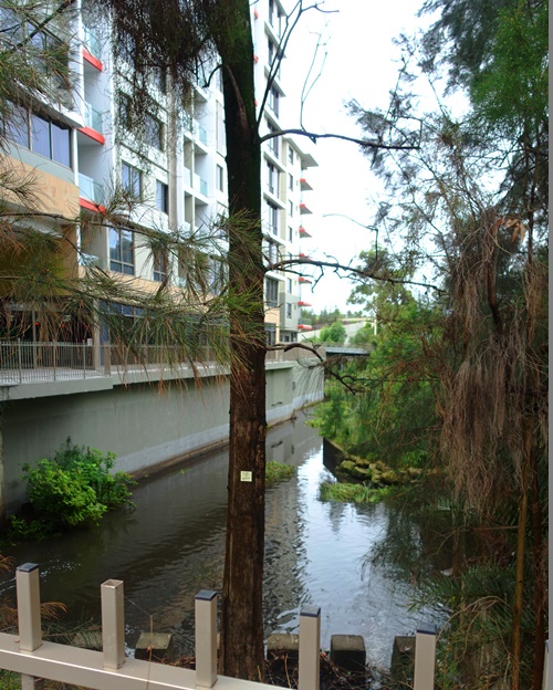 Shrimpton Creek, North Ryde, Australia, After the rain