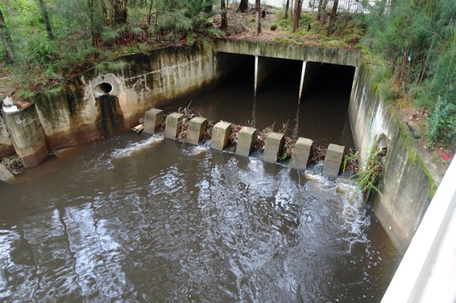 Creek after rain, North Ryde, Shrimpton Creek