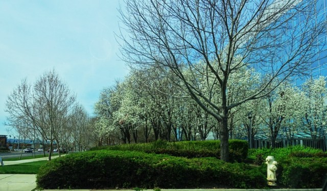California Spring, Blossoms, White blossoms