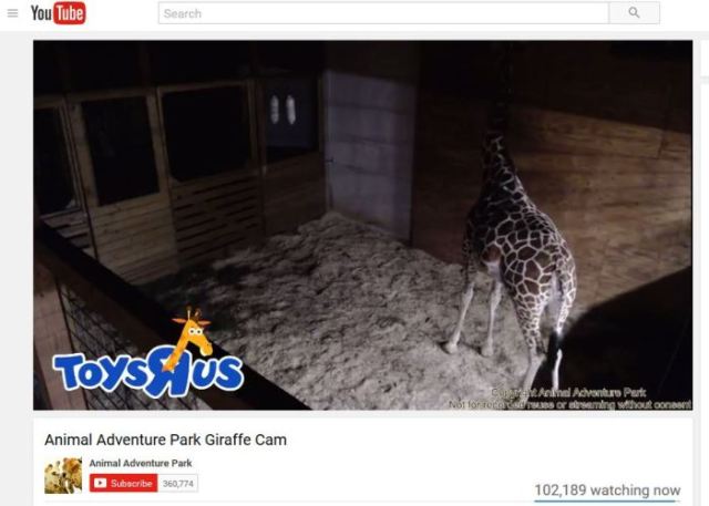 April the Giraffe, Giraffe Birth, Animal Adventure Park, Streaming Video