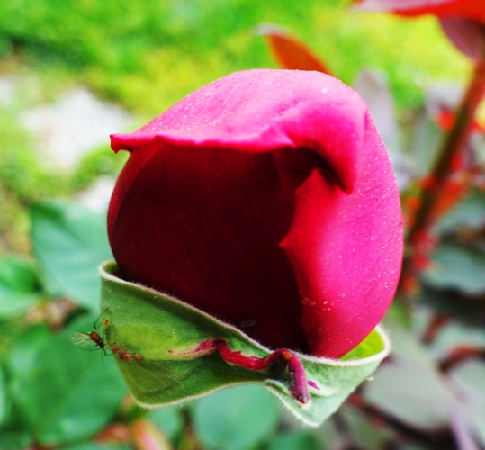 First Rose Bud, Spring Rose Bud, Spring