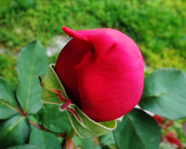 Mister Lincoln Rose, First Bud, Spring Bud