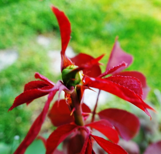 Mister Lincoln Rose, Rose Bush, Rose Buds, Red Leaves