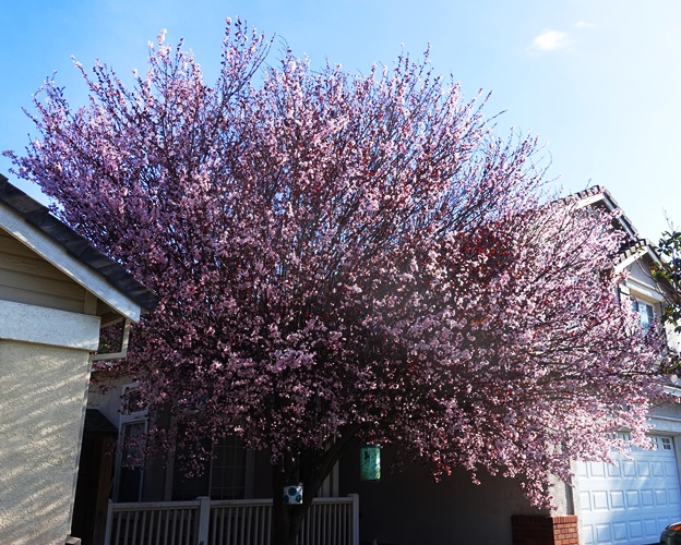 Ornamental plum, spring blossoms, spring