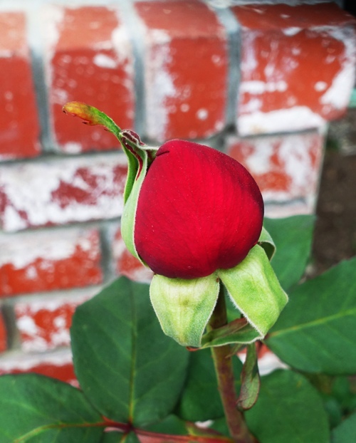 Red Rose Bud, Mr. Lincoln, Spring, Roses