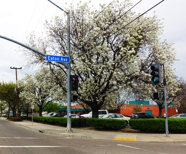 White blossoms, Signs of spring
