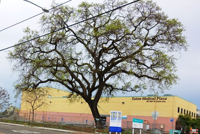 Spring leaves, Signs of spring, spring time