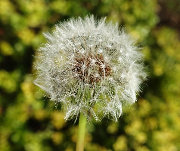 Dandelion, Spring Signs, Yard