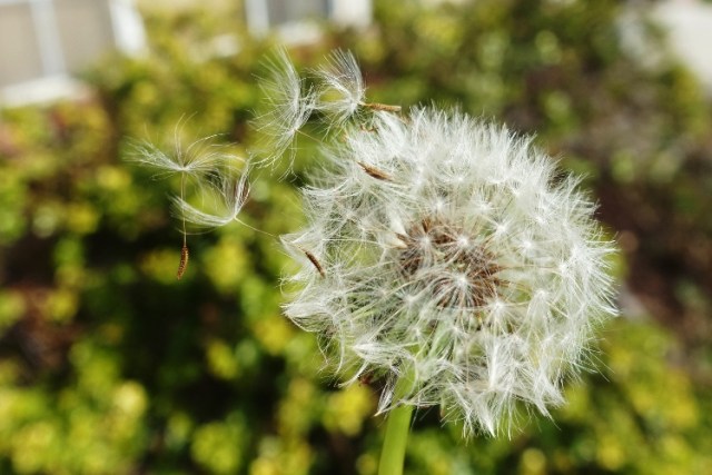 Dandelion seeds, dandelions, Spring, weeds