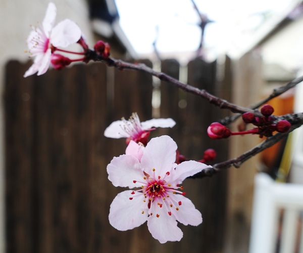Blossoms, pink blossoms, plum blossoms, signs of spring
