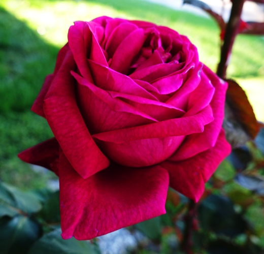 Spring Rose, Mr. Lincoln, First Rose, rose bush