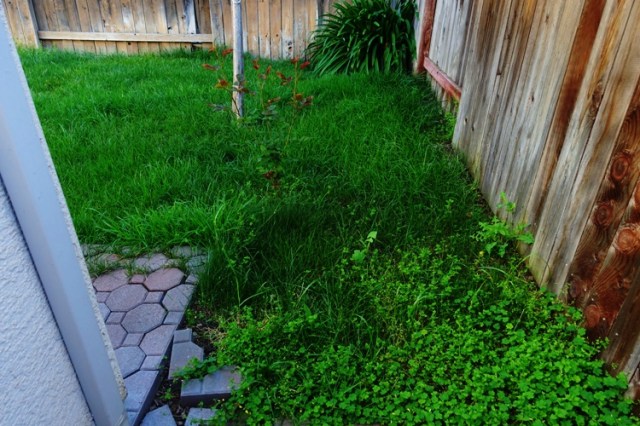 back yard, volunteer rose bush, tall grass, spring time, time to mow