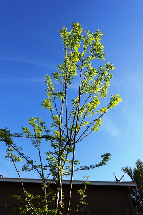 Spring Tree, new leaves,  spring time, back yard, tree and sky
