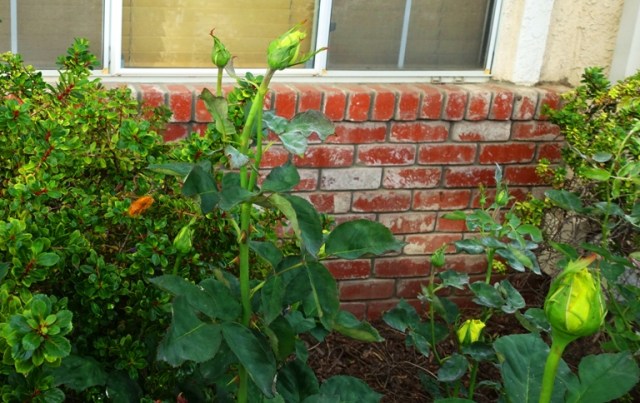 Valley Carpenter Bee, Rose Bushes, Pollinators, Xylocopa varipuncta