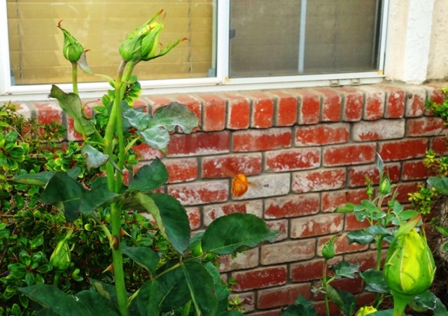 Valley Carpenter Bee, Rose Bushes, Pollinators, Xylocopa varipuncta