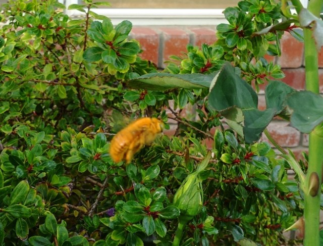 Valley Carpenter Bee, Rose Bushes, Pollinators, Xylocopa varipuncta