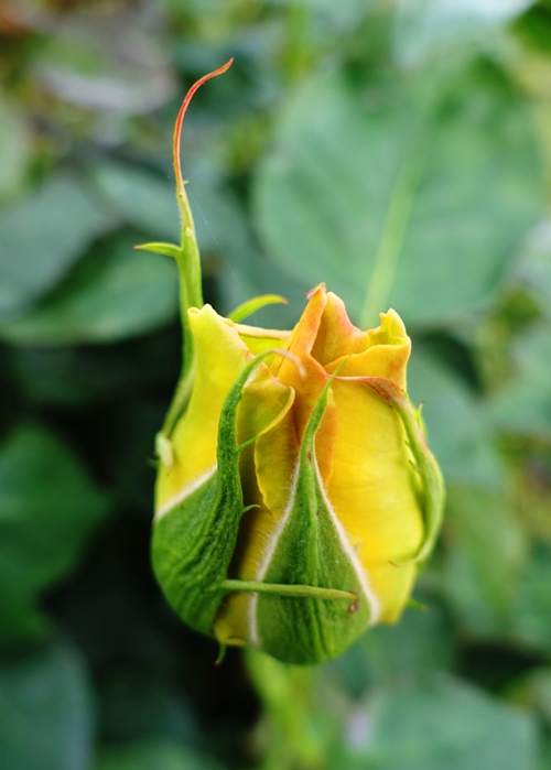 St. Patrick Rose, Rose Bush, Rose Bud, Roses, Green Rose