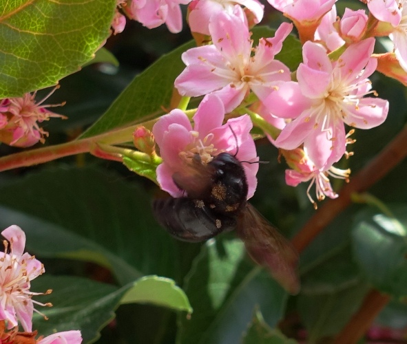 valley carpenter bee (Xylocopa varipuncta), black bee, female carpenter bee