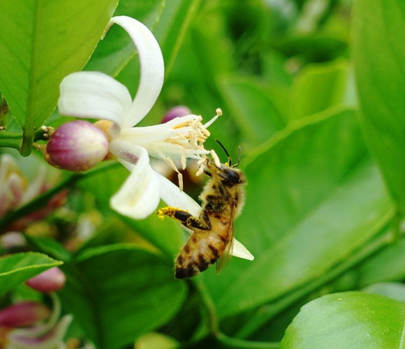 Honey Bee, Orange Blossom