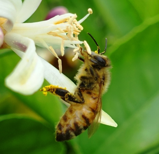 Honey bee, Pollen, Nectar, Orange Blossoms
