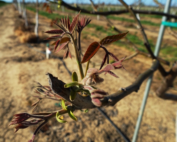 Walnut Trees, orchards, spring foliage, blooms, nuts